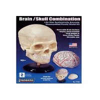 Lindberg Life Size Human Skull & Brain Combo (10 1/2" High with Base)